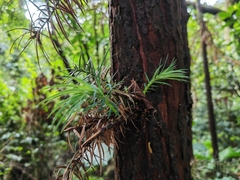 Cunninghamia lanceolata