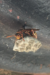 Polistes humilis