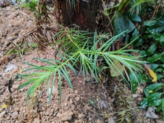 Cunninghamia lanceolata