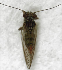 Acizzia acaciae