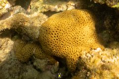 Palythoa caribaeorum
