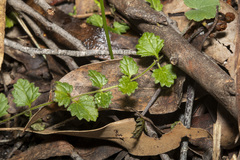 Veronica calycina