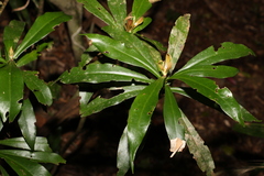 Tasmannia insipida