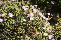 Drosanthemum macrocalyx