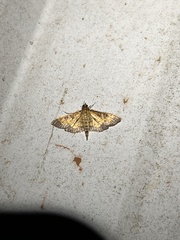 Diacme elealis