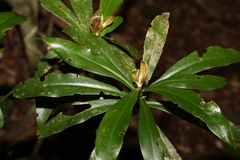 Tasmannia insipida