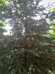 Cedrus