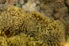 Stichodactyla helianthus