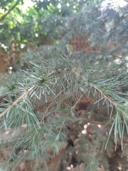 Cedrus