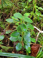 Peperomia leptostachya