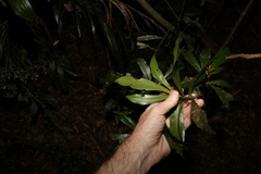 Tasmannia insipida