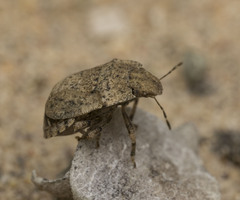 Trincavellius chilensis