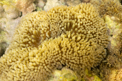 Stichodactyla helianthus