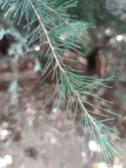 Cedrus