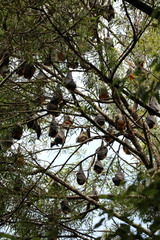 Pteropus poliocephalus