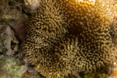 Stichodactyla helianthus
