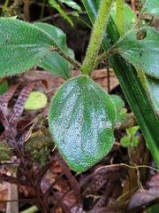 Peperomia leptostachya
