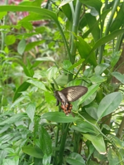 Papilio polytes ledebouria