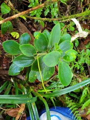 Peperomia leptostachya