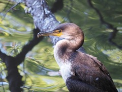 Phalacrocorax capillatus