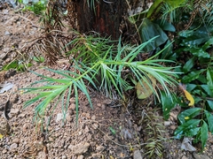 Cunninghamia lanceolata