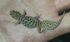 Pachydactylus affinis