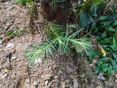 Cunninghamia lanceolata
