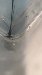 Zygoptera