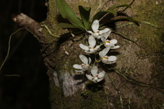 Sarcochilus falcatus