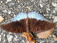 Tanaecia iapis