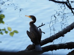 Phalacrocorax capillatus