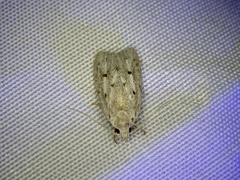 Scythropiodes leucostola