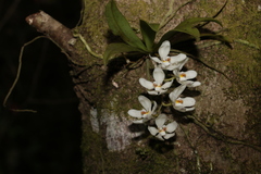 Sarcochilus falcatus