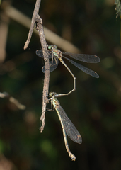 Chalcolestes parvidens