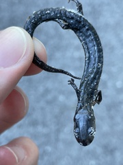 Plethodon mississippi