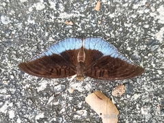 Tanaecia iapis