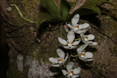 Sarcochilus falcatus