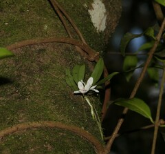 Sarcochilus falcatus