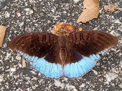 Tanaecia iapis