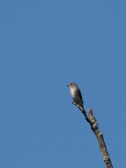 Muscicapa griseisticta