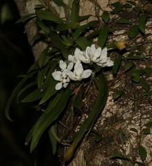 Sarcochilus falcatus