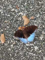 Tanaecia iapis