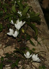 Sarcochilus falcatus