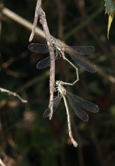 Chalcolestes parvidens