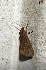Virbia opella