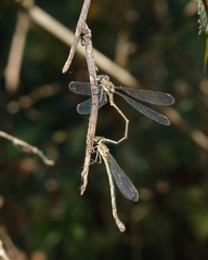 Chalcolestes parvidens