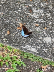 Tanaecia iapis