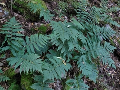 Dryopteris goldieana