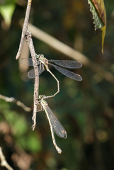 Chalcolestes parvidens