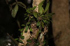 Sarcochilus falcatus